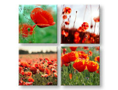 Obraz na stenu Meadow of poppy poppies 